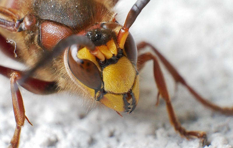 Vespa crabro, maschio